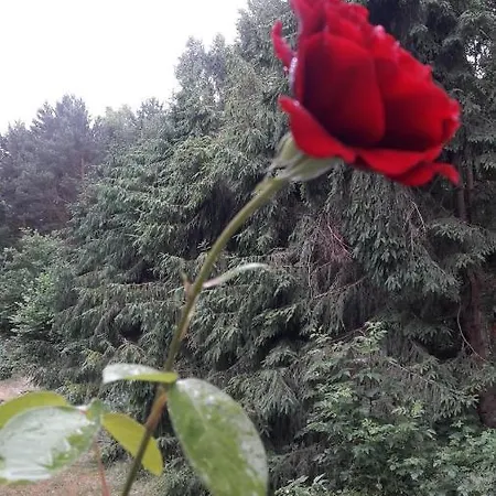 Kofi Garden *