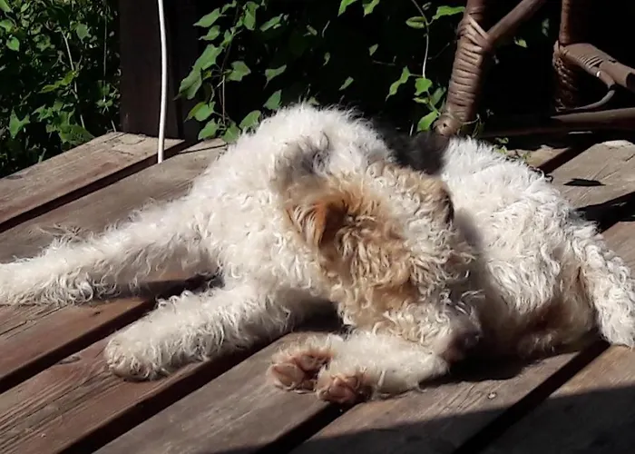 Kofi Garden Prázdninový dům Dębki